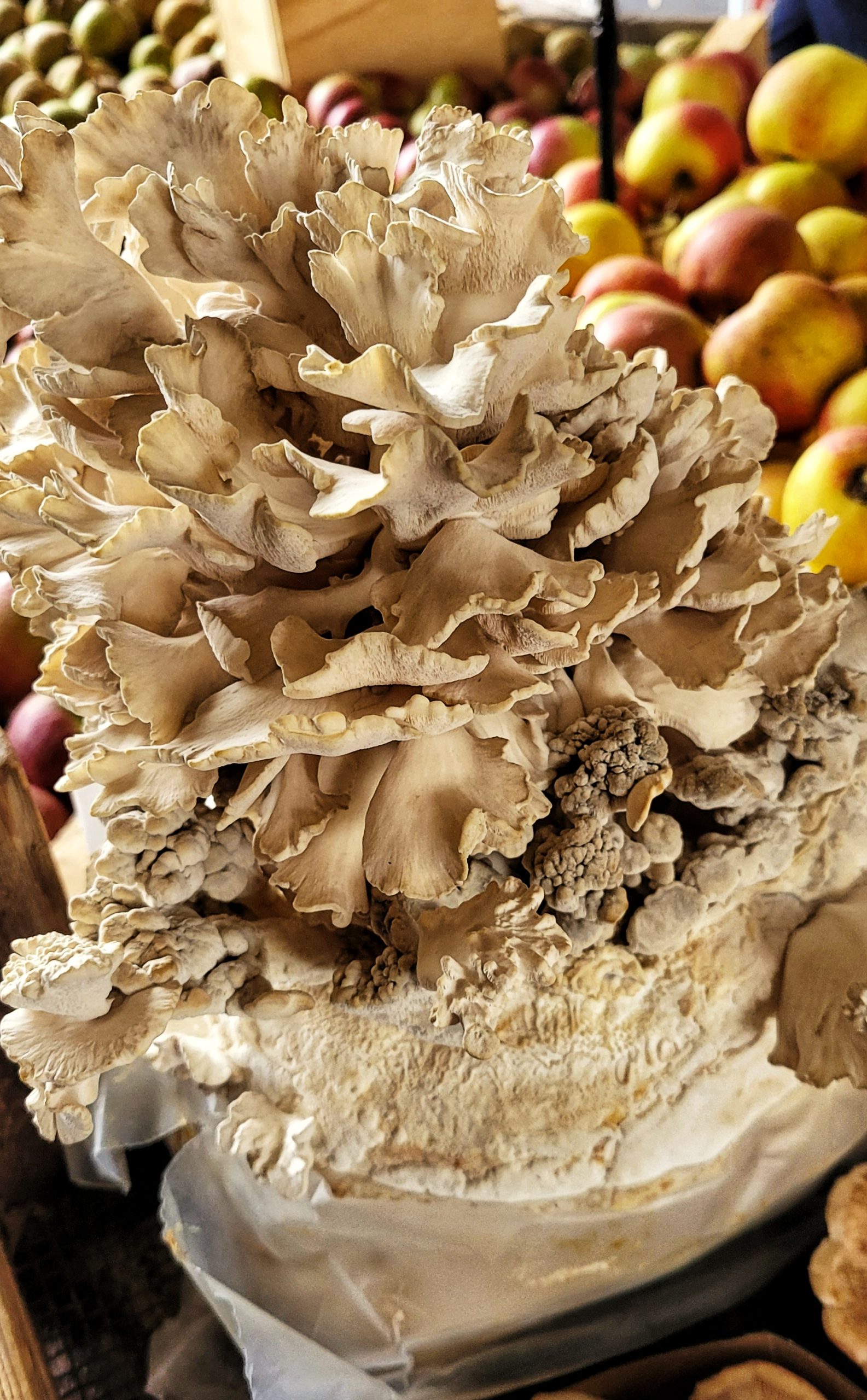 Fresh locally-grown mushrooms at Amsterdam urban farm market